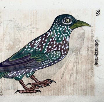 Conrad Gessner [1516-1565]; Folio with 2 woodcuts - Birds: