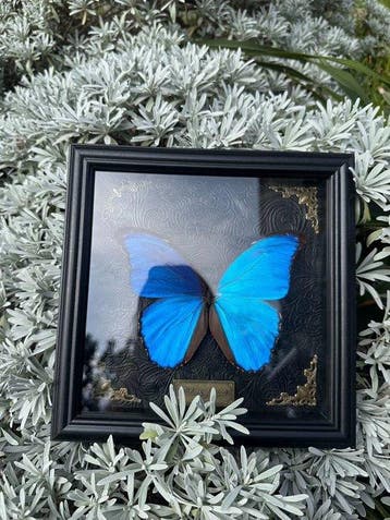 Papillon Support mural pour taxidermie - Morpho menelaus - 0