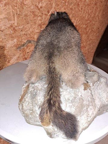 Alpine Marmot - staande montage Taxidermie volledige montage, Verzamelen, Dierenverzamelingen, Nieuw