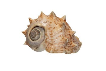 Melongena corona 130mm GEM | Reuzenkronenslak Schelp