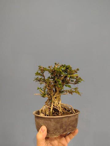 bonsai van kamperfoelie - Hoogte (boom): 10 cm - Diepte