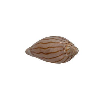 Jamrachs Walzenschnecke: Amoria jamrachi (56 mm) – Exquisiet, Nieuw