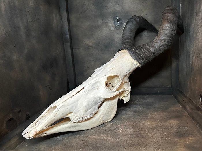 Hartenbeest Schedel - Alcelaphus - 75 cm - 26 cm - 1 cm-, Verzamelen, Dierenverzamelingen