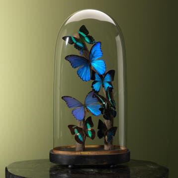 Vlinders in Antieke Stolp Taxidermie Opgezette Dieren By Max, Ophalen of Verzenden, Opgezet dier