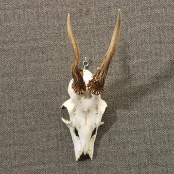 Reebok Gewei Taxidermie Opgezette Dieren By Max, Ophalen of Verzenden, Nieuw, Wild dier, Opgezet dier