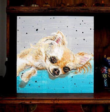 Bazévian DelaCapucinière - Neverending Dream Chihuahua Dogs