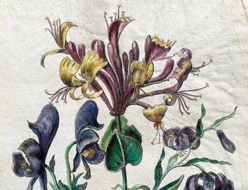 Nicolas Bonnart (1637–1718) - Caprifoglio - Originale