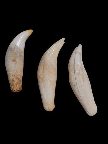 IJsbeer Tand - Ursus maritimus - 0 mm - 28 mm - 0 mm- CITES, Collections