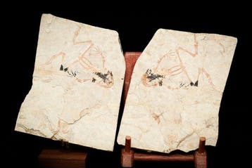 Kikker - Gefossiliseerd dier - Genibatrachus baoshanensis -