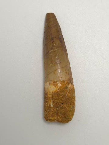 Spinosaure - Dent fossile - Spinosaur Aegyptiacus - 6 cm