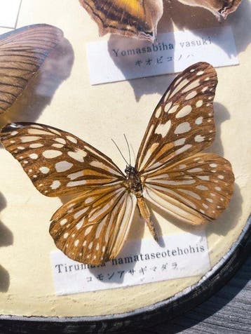 Vlinder Taxidermie volledige montage - Graphium cloanthus