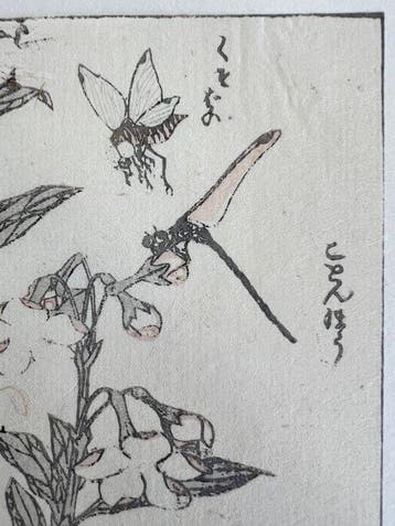 Insect study-  - Katsushika Hokusai (1760–1849) - Japan