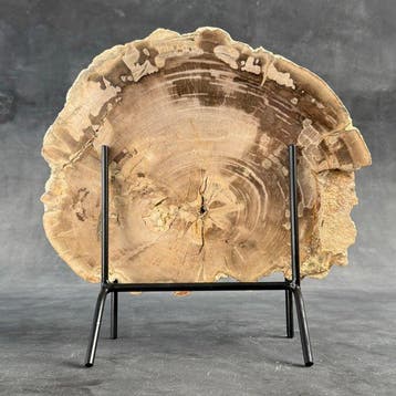 C- Magnifique grande tranche de bois pétrifié sur un socle
