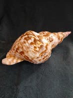 Conque Coquillage marin - Charonia Variegata Haitiana (Sans