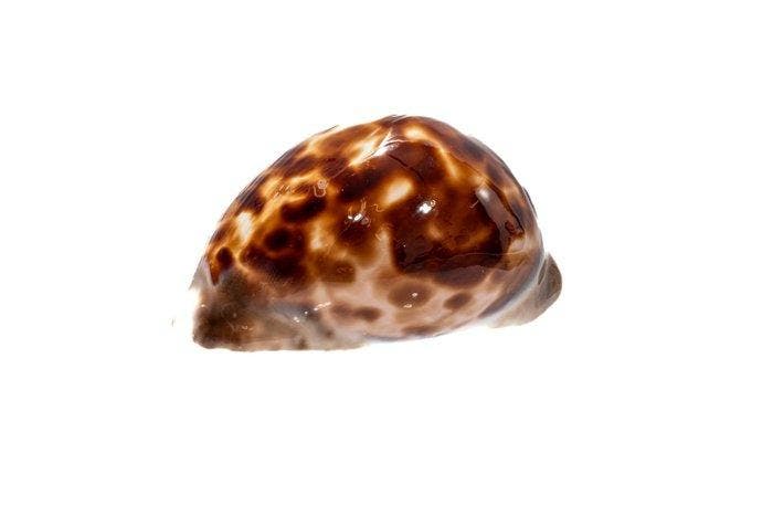 kauri-schelp  GEM  zeeslak  TOP donkere tekening, Collections, Collections Animaux