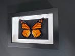 Vlinder Taxidermie volledige montage - Monarque (Danaus, Antiquités & Art