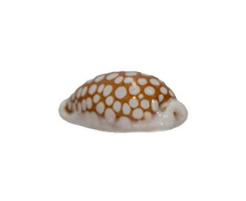 Sieb-Kauri: Cypraea cribraria (26 mm) – Makelloses, Collections