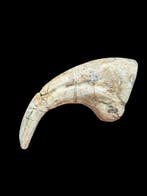 Grande griffe de dinosaure - Griffe fossilisée - Suchomimus