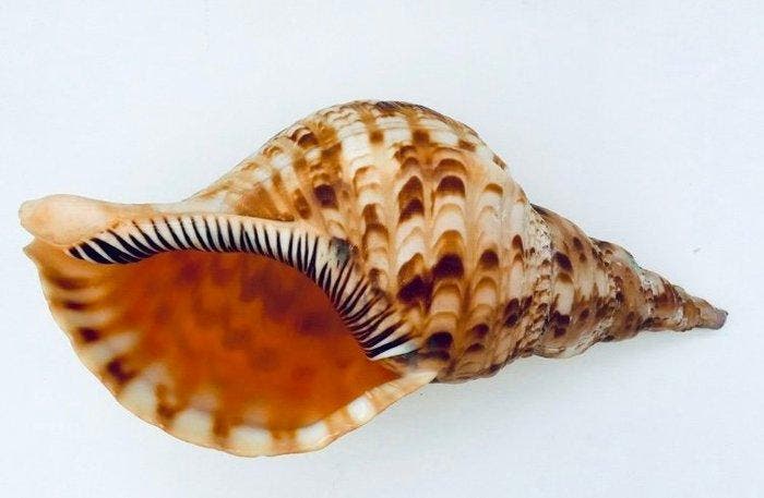 Zeeslak Zeeschelp - CHARIONA TRITONIS, Verzamelen, Mineralen en Fossielen