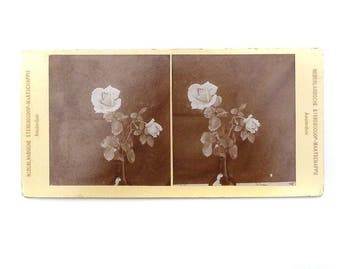 8 stereoviews van Nederland - Wonderboom Zeist,