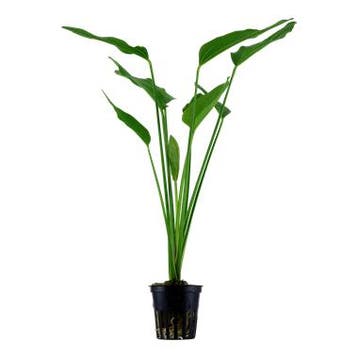 Echinodorus palifolius - pot, Verzenden, Nieuw