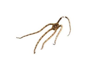 Fascinerende slangenzeester (10 cm) – perfect geprepareerde