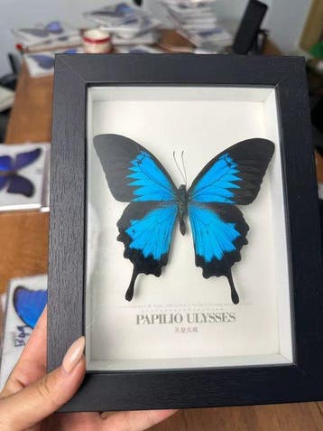 Vlinder Taxidermie wandmontage - Papilio Ulysses - 23 cm -