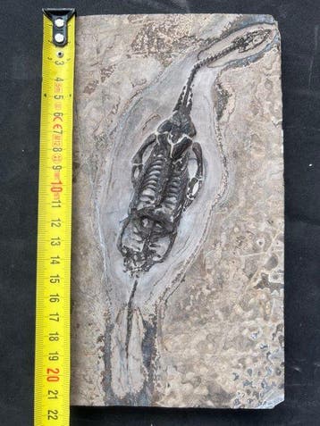 Zeereptiel - Gefossiliseerd dier - Fossile de Keichousaurus