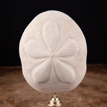 Cabinet de Curiosity - Sun Dollar - Sea Urchin - Decoratieve, Verzamelen, Nieuw