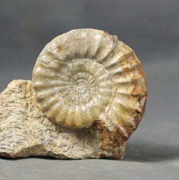 Ammonite en calcite - couleur verte peu commune -