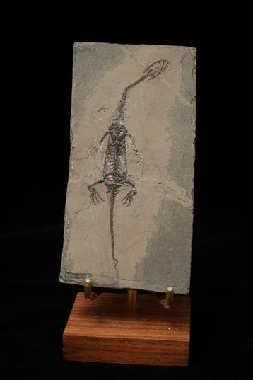 Reptile marin - Animal fossilisé - Keichousaurus sp. - 13 cm