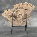 Belle tranche de bois pétrifié sur un support personnalisé -