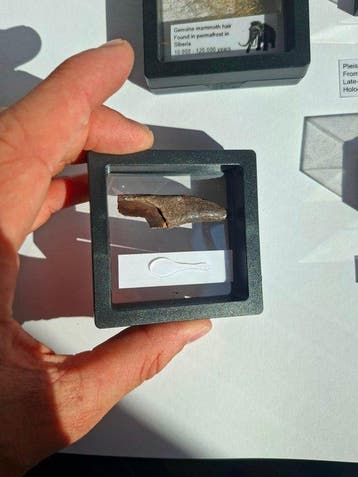 FOSSIL COLLECTION - Fossiele tand - MAMMOTH / BISON / CAVE, Verzamelen