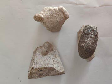 Fossiel - Gefossiliseerd ei, Collections