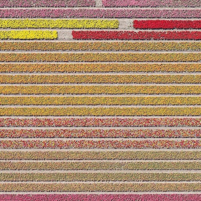 Bernhard Lang - AV_Tulip_Fields_031 - Ready to Hang!, Antiquités & Art, Art | Objets design