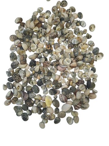 Nerita Polita schelpen 300 gram, Hobby en Vrije tijd, Nieuw