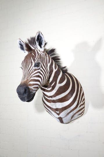 Zebra Head Support mural pour taxidermie - Equus quagga - 45