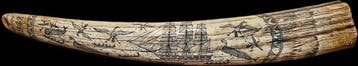 Scrimshawed Walrus tusk - Hars- harsreproductie