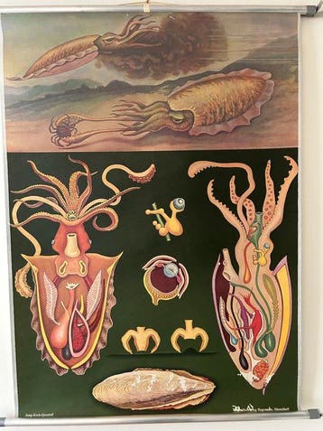 Jung-Koch-Quentell - Hagemann - Schoolplaat Anatomie van een