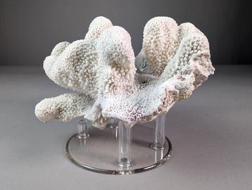 Bloemkoolkoraal Koraal - Pocillopora eydouxi (Zonder, Nieuw