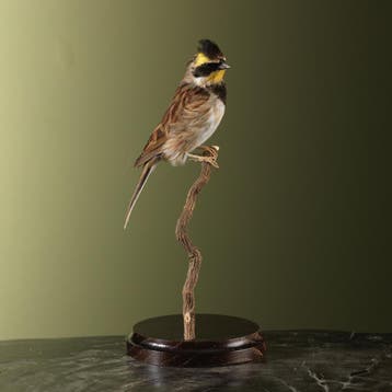 Geelkeelgors Taxidermie Opgezette Dieren By Max, Ophalen of Verzenden, Opgezet dier