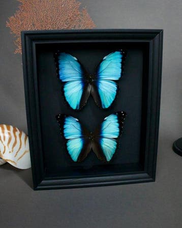 Vlinder Taxidermie volledige montage - Morpho deidamia - 25