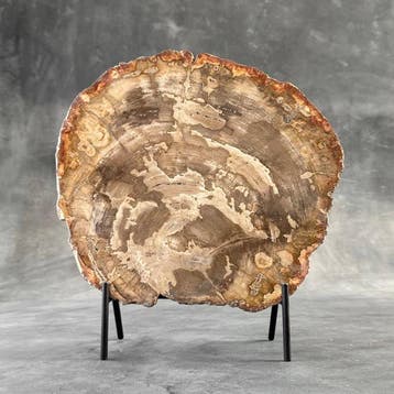 C - Prachtige grote plak versteend hout op een op maat