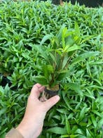 Hygrophila Angustifolia (Aquariumplanten), Verzenden, Nieuw, Plant(en), Steen of Hout