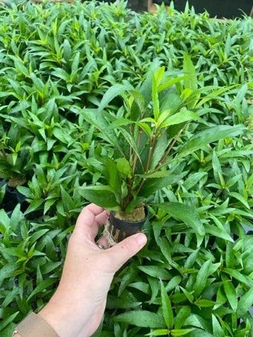Hygrophila Angustifolia (Aquariumplanten), Verzenden, Plant(en), Steen of Hout