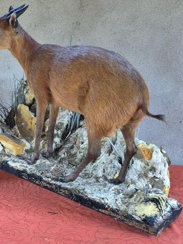 Céphalophe de Weyns Taxidermie wandmontage - Cephalophus, Nieuw