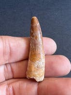 Spinosaurus - Fossiele tand - 4.6 cm (Zonder minimumprijs)