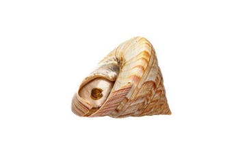 Zeldzame diepzeeslak >>> met operculum >>> met gegevensblad