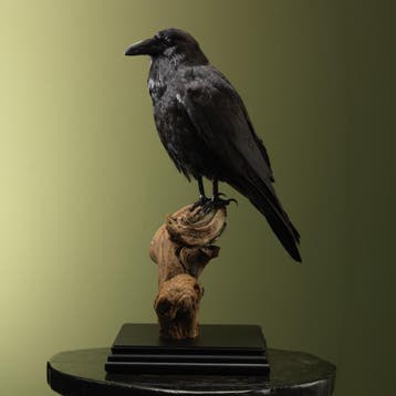 Raaf Taxidermie Opgezette Dieren By Max, Ophalen of Verzenden, Opgezet dier