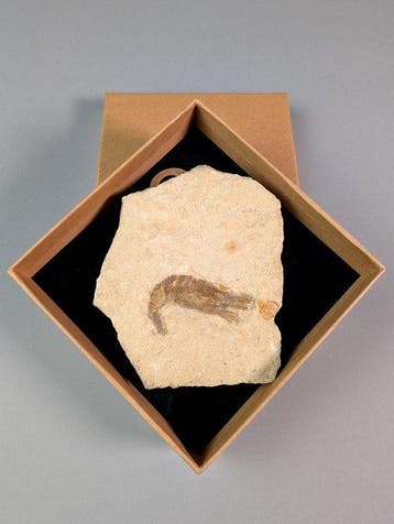 Fossiele garnalen - Fossiele plaatmatrix - Carpopenaeus sp.